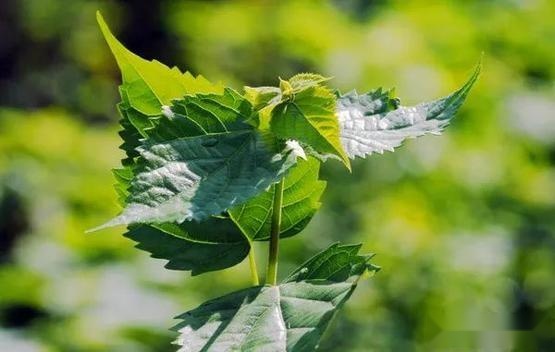 狗地芽、臭老婆、鸡屎藤，四川人给野菜取名真是鬼才！