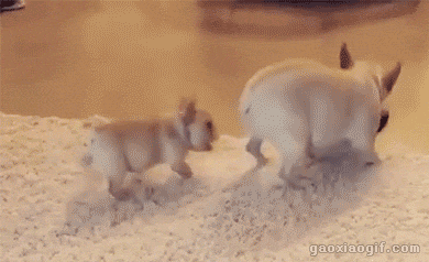 超萌超搞笑的gif动态图