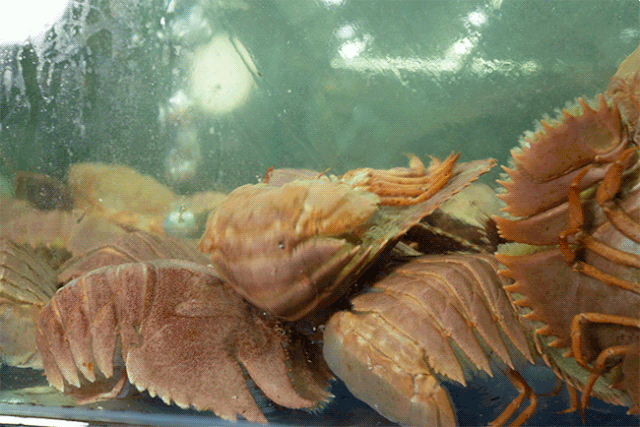 1912活捉 爆火抖音的史前生物「琵琶虾」