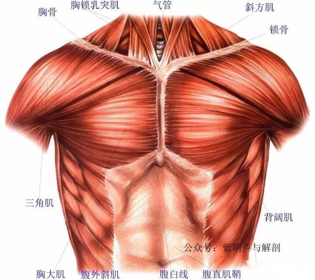 高清 肩部和胸部肌肉解剖图