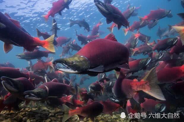 美最有价值的鲑鱼品种 红鲑鱼洄游得越远 其含油量越高