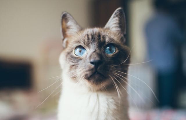 猫咪护理 11 帮助失明宠物的八种方法