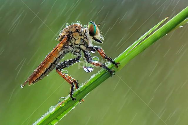蚊子怕雨吗 事实证明 蚊子身穿隐形雨衣 不仅不怕且能乘风破浪