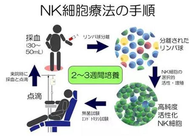 3 免疫力の鍵を握る プロテクト乳酸菌 これが 免疫力アップの秘密 免疫力とプロテクト乳酸菌の関係 サントリー健康情報レポート