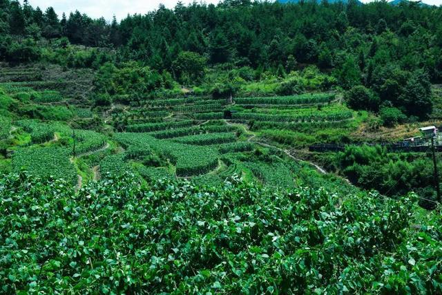 龙泉3万多亩高山蔬菜陆续上市 产销两旺畅销长三角