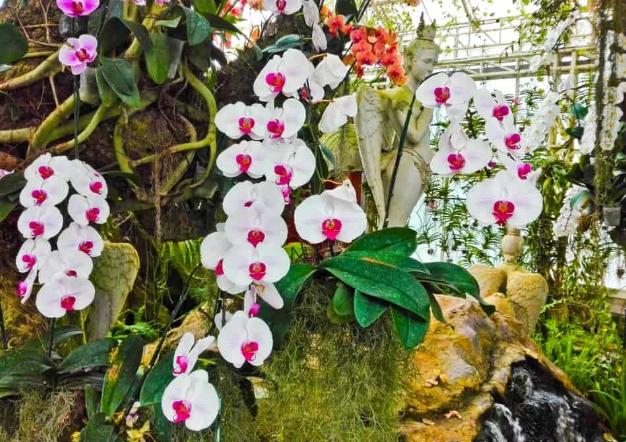 冬春室内盆栽蝴蝶兰 注意调控这4要素 花开个大色艳 数量多