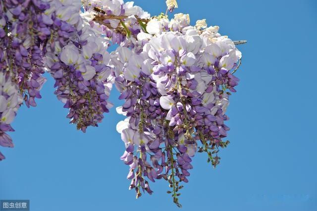 暮春之紫说紫藤 紫式部的源氏物语 与紫藤花下渐黄昏的交感之美