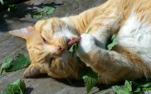 猫薄荷为什么能够让猫咪跟吸了毒品一样兴奋 它能使猫咪上瘾吗