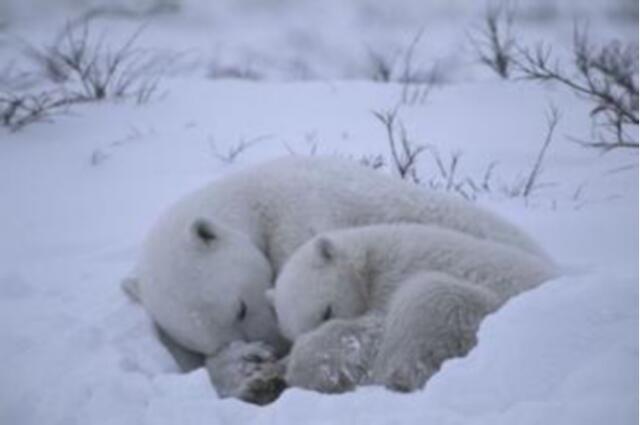 从冬眠时间长短比较 哪种动物会成为 超级冬眠者